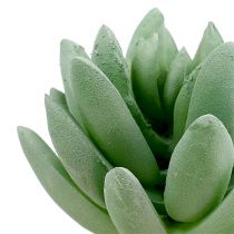 Soczysta Echeveria Ø6,5cm L11cm 6szt
