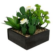Sukulent w drewnianej skrzynce H14cm 1szt.