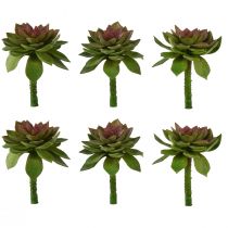 Produkt Róża Kamienna Sukulenta 6cm Zielona 6 szt