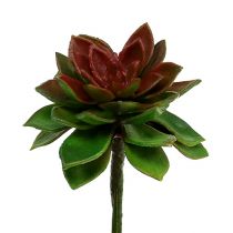 Soczysta kamienna róża 6cm zielona 6szt