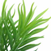Sukulent Senecio ragwort zielony 20cm