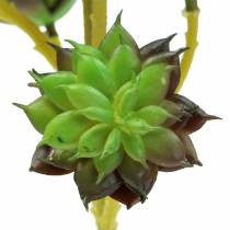 Succulent Pick Green/Brown 35,5cm