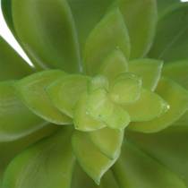 Succulent Houseleek Zielony 14cm