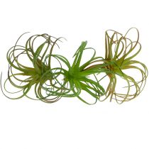 Tillandsia różne 8cm 3szt