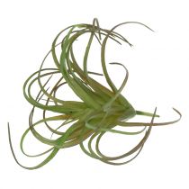 Tillandsia różne 8cm 3szt