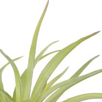 Produkt Tillandsia Zielone Sztuczne Rośliny z Patyczkiem Ø17cm 3 szt
