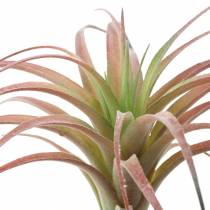 Tillandsie zielono-czerwone flokowane 15cm 4szt.