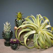 Tillandsia sztuczna do przyklejenia jasnozielonej sztucznej rośliny 30cm