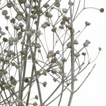 Suszony kwiat Massasa białe gałązki dekoracyjne 50-55 cm pęczek 6 sztuk
