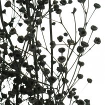 Suszony kwiat Massasa czarna naturalna dekoracja 50-55 cm pęczek 10 sztuk