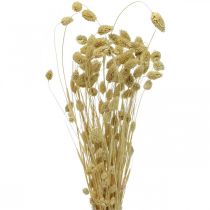 Suszony kwiat Phalaris, kiść trawy ozdobnej, florystyka sucha, natura boho, bielona L55cm 100g