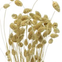 Produkt Suszony kwiat Phalaris, pęczek trawy ozdobnej, florystyka sucha, natura boho, bielona dł.55cm 100g