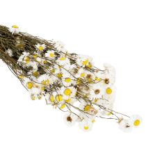 Produkt Suszone kwiaty Acroclinium, białe kwiaty, kompozycja z suszonych kwiatów, 60 cm, 80 g