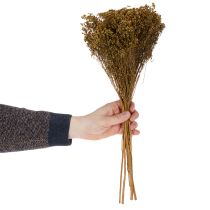 Produkt Suszone kwiaty Broom Bloom Oliwkowo-zielony 160g 48cm