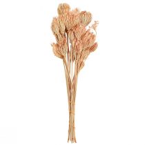 Produkt Dekoracja z suszonych kwiatów kopru włoskiego L50cm Ø4-5cm 100g
