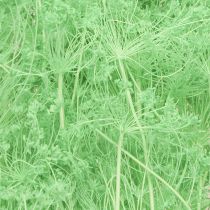 Produkt Suszone kwiaty Umbellifera Green 70-80cm 150g