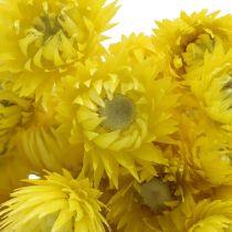 Produkt Suszone kwiaty Kwiaty kapeluszowe Żółte Kwiaty słomiane W42cm