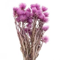 Produkt Suszone kwiaty Czapki Fioletowe słomkowe kwiaty W42cm