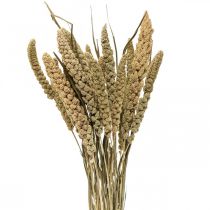 Suszone kwiaty proso ziarna deco sucha florystyka 65cm 100g