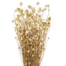 Produkt Suszone kwiaty ostu naturalnego suszonego ostropestu truskawkowego 60cm 100g