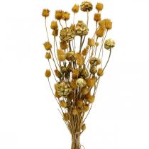 Bukiet suszonych kwiatów karczoch truskawka oset natura 40–55cm 100g