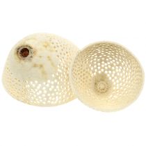Produkt Suszone owoce dzwonek wybielony pogrzebowy florystyka 8,5-11 cm 10 szt