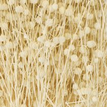 Produkt Len suszony trawiasty suszony naturalnie bielony 50-55cm 180g
