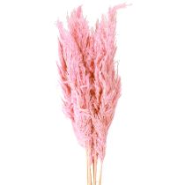 Produkt Suszona trawa trzcinowa Suszona trawa ozdobna Różowa 70cm 10 szt