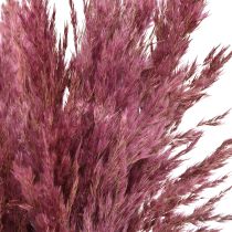 Produkt Suszona trawa trzcinowa, suszona trawa ozdobna, antyczna róża, 75 cm, 10 sztuk
