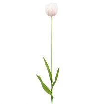 Tulipan biało-różowy 86cm 3szt