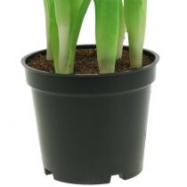Produkt Sztuczne Kwiaty w Doniczce Sztuczne Tulipany Różowo-Żółte 22,5cm