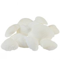 Muszelki dekoracyjne sercówki białe kremowo-białe 2-3,5cm 300g