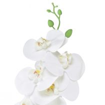 Produkt Biała sztuczna orchidea Phalaenopsis Real Touch W83cm