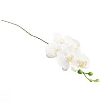 Produkt Biała orchidea sztuczna Phalaenopsis Real Touch H83cm