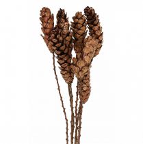 Produkt Szyszki sosny białej Szyszki miedziane 70cm 7 szt. pęczek