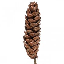 Produkt Szyszki sosny białej Szyszki miedziane 70cm 7 szt. pęczek