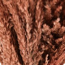 Produkt Wilde Reed Pióropusz Trzcina Sucha Dekoracja Morela 75cm 10 szt