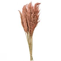 Produkt Suszona trzcina dekoracyjna morelowa 75 cm 10 szt. Boho trawa pampasowa
