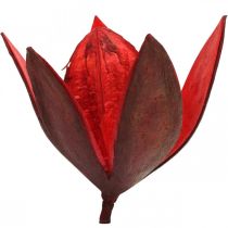 Produkt Dzika lilia czerwona naturalna dekoracja suszone kwiaty 6-8cm 50szt