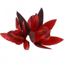 Dzika lilia czerwona naturalna dekoracja suszone kwiaty 6-8cm 50szt