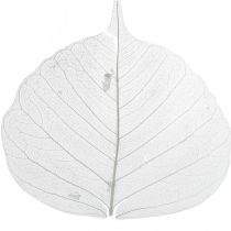 Produkt Liście szkieletowe bielone Liście wierzby szkieletowane 8-10cm 300 szt