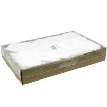 Produkt Liście szkieletowe bielone Liście wierzby szkieletowane 8-10cm 300 szt