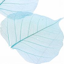 Produkt Liście wierzby, naturalne liście wierzby, suszone liście szkieletowe turkusowo-niebieskie 200szt
