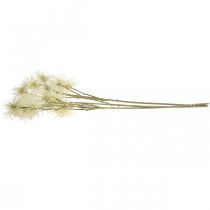 Produkt Xanthium sztuczny kwiat kremowy jesienna dekoracja 6 kwiatów 80cm 3szt