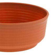 Produkt Z-miska plastikowa Ø16cm 10szt