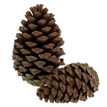 Produkt Szyszki Pinus Maritima 10cm - 15cm Naturalne 3 szt
