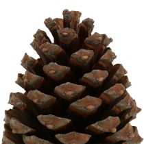 Produkt Szyszki Pinus Maritima 10cm - 15cm naturalne 3 sztuki