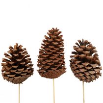 Produkt Szyszki Maritima Sosna Morska Naturalna 5-10cm na patyku 50 sztuk