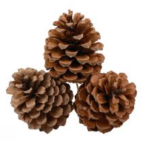Produkt Szyszki Maritima Sosna Morska Naturalna 5-10cm na patyku 50 sztuk