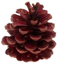 Produkt Naturalny mix szyszek do dekoracji i prac kreatywnych 2-10 cm 400 g